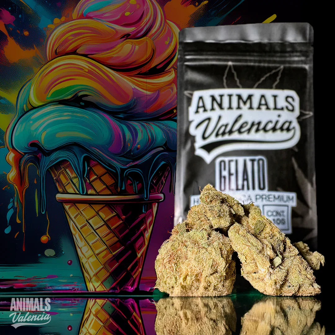 Flor CBD Hidropónica Gelato 16% cogollo equilibrado y legal
