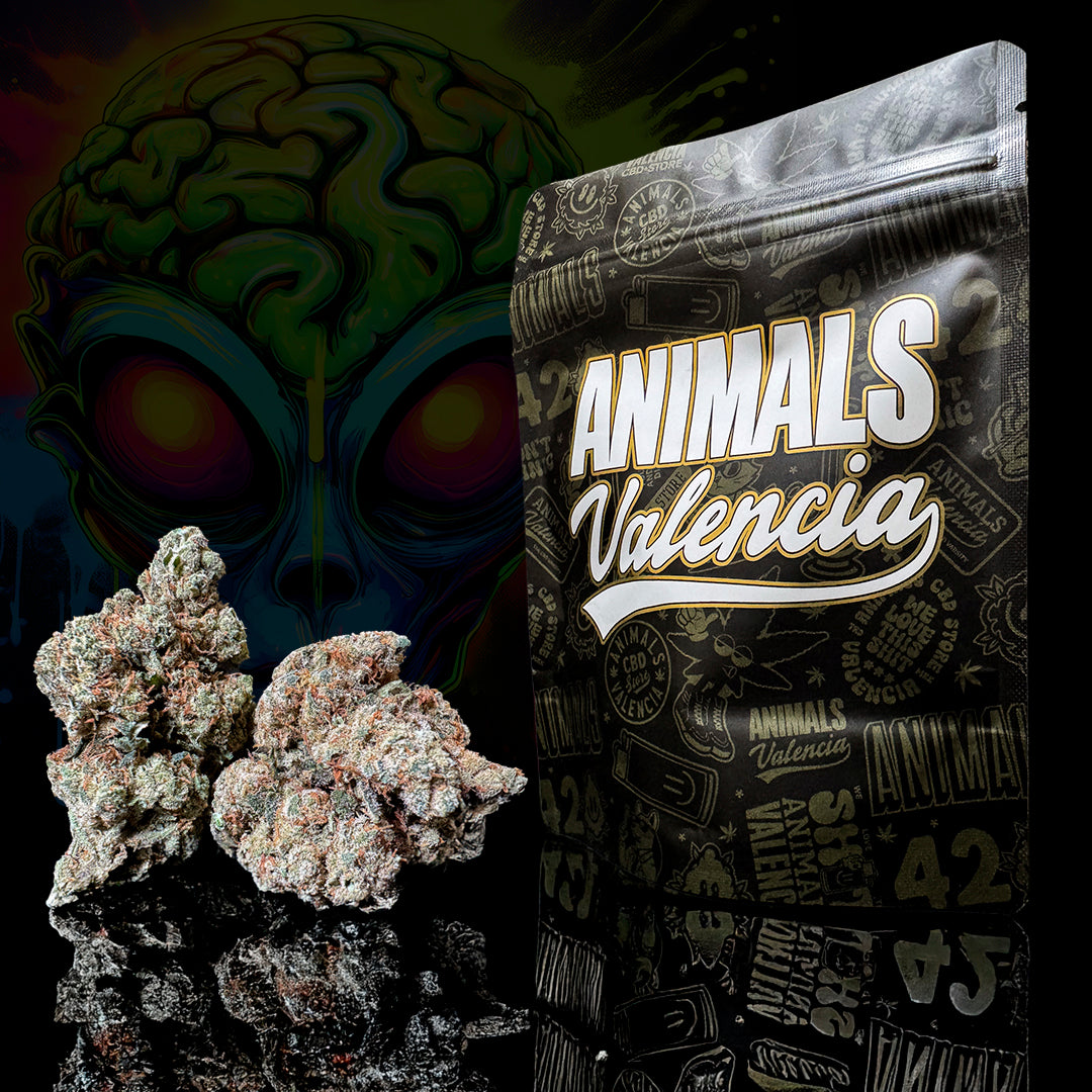 Flor CBD Hidropónica Amnesia 17% cogollo premium de cultivo hidropónico Animals Valencia